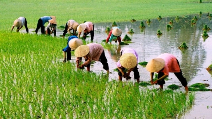 Planting rice by hand